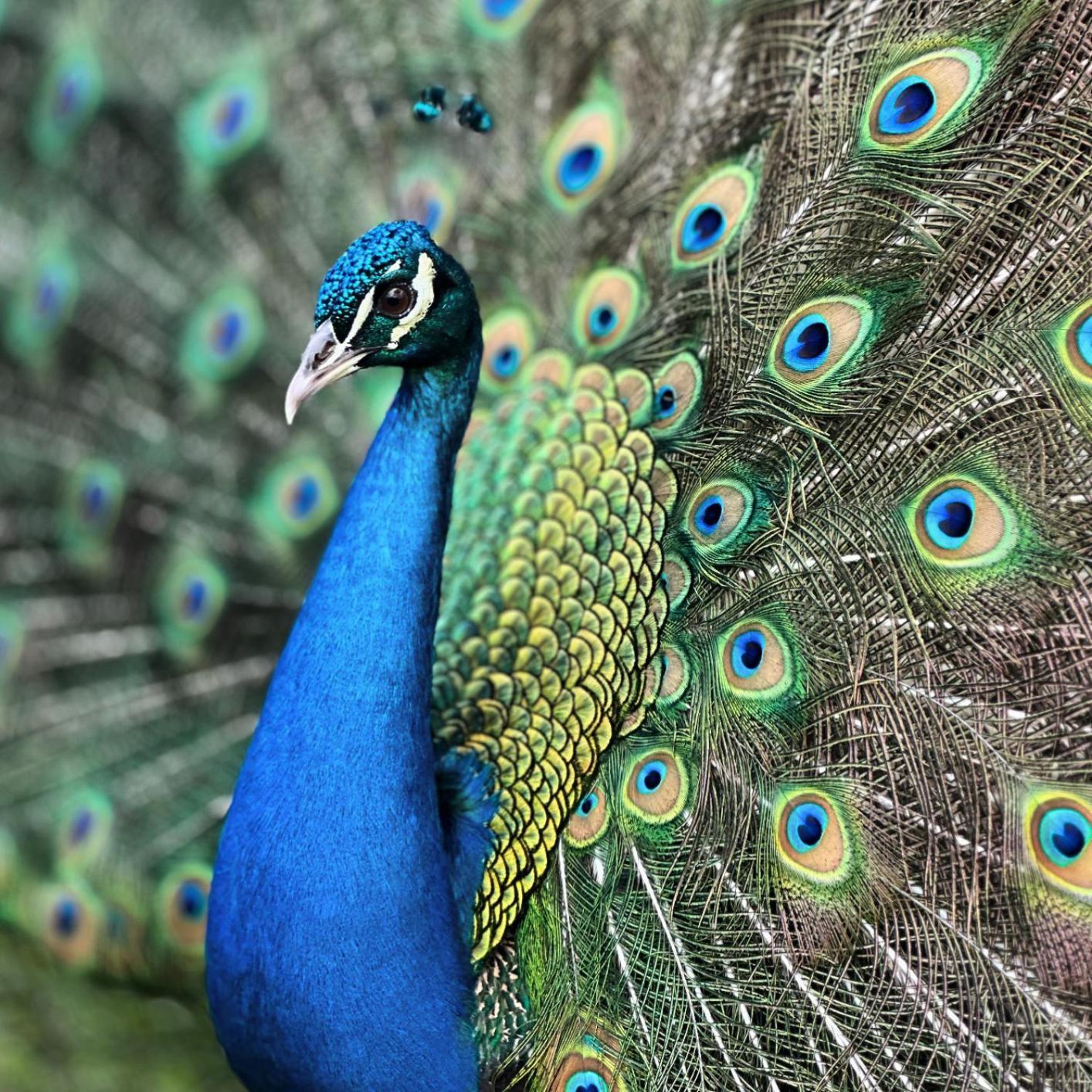 Finca Ecoparaiso Ibagué Екстериор снимка